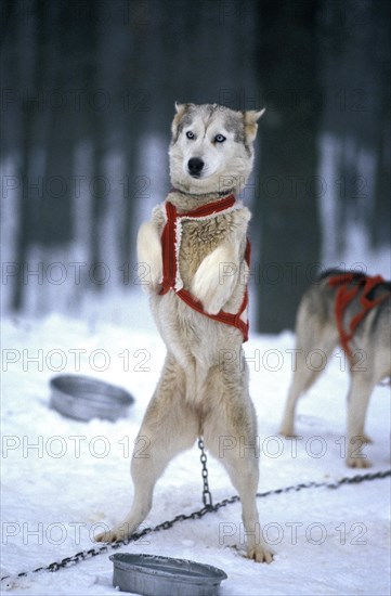 Siberian Husky