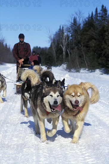 Siberian Husky