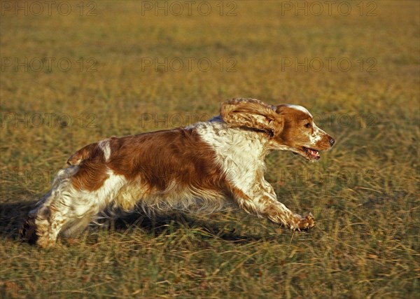 English Cocker Spaniel