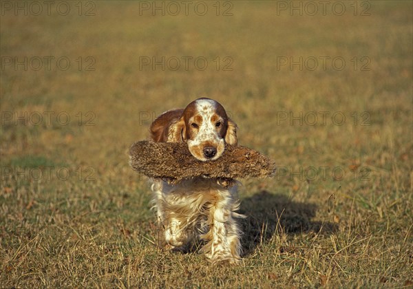 English Cocker Spaniel