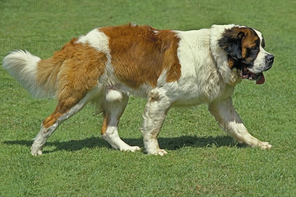 Saint Bernard