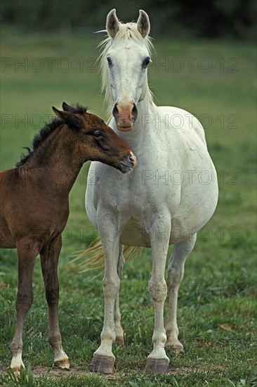 Lipizzaner horse