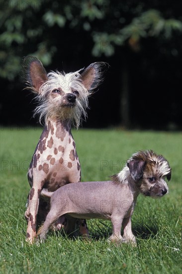 Chinese crested dog