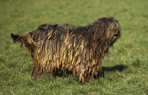 Bergamo shepherd dog or Bergamo shepherd dog