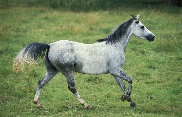 Shagya horse