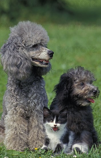 Apricot miniature poodle