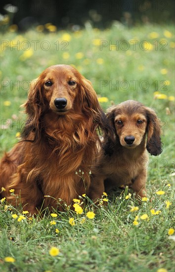 Long haired dachshund