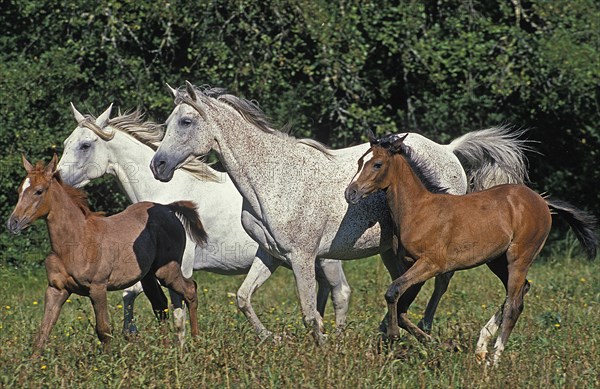 Arabian horse