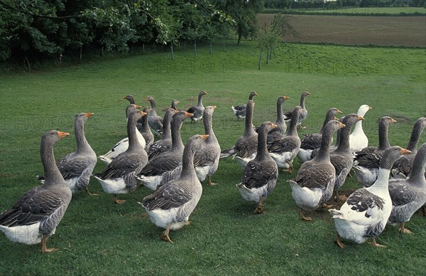 Toulouse domestic goose