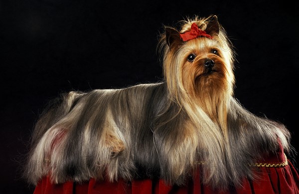 Yorkshire Terrier