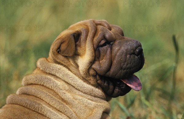 Shar-Pei dog