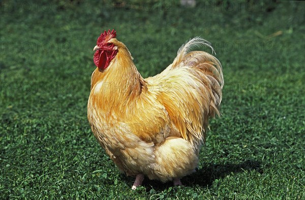 Orpington Cock
