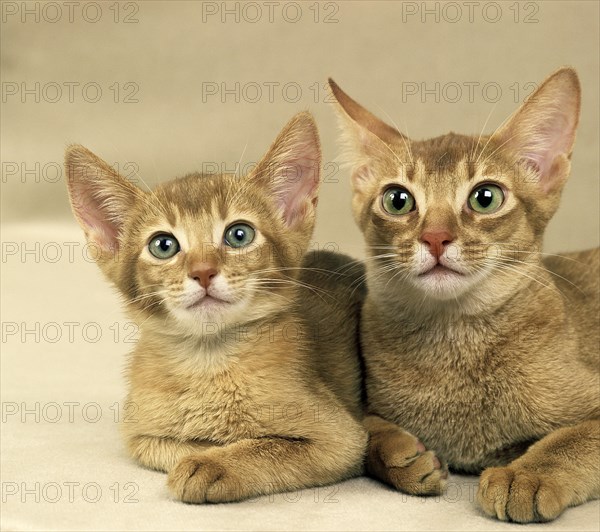 Red Abyssinian domestic cat