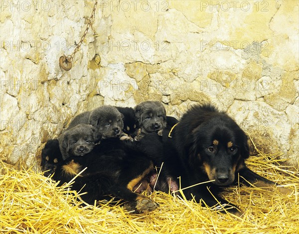 Tibetan Mastiff dog