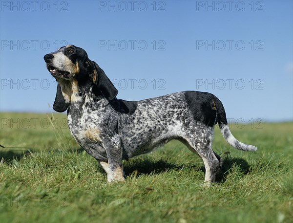 Gascony Blue Basset or Basset Bleu de Gascogne