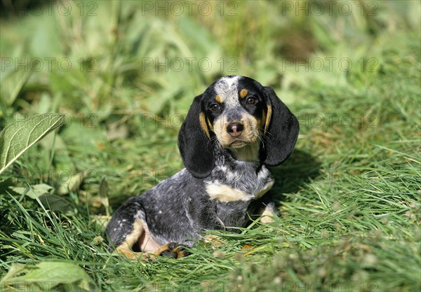 Gascony Blue Basset or Basset Bleu de Gascogne