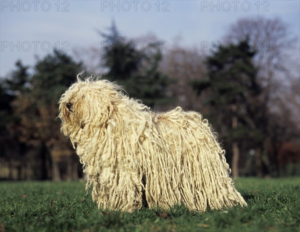 Hungarian Puli dog