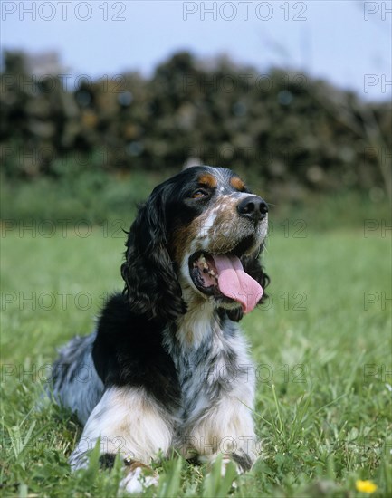 English Setter dog