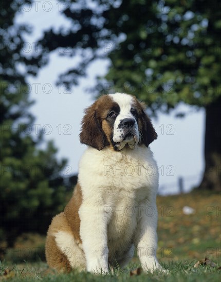 Saint Bernard