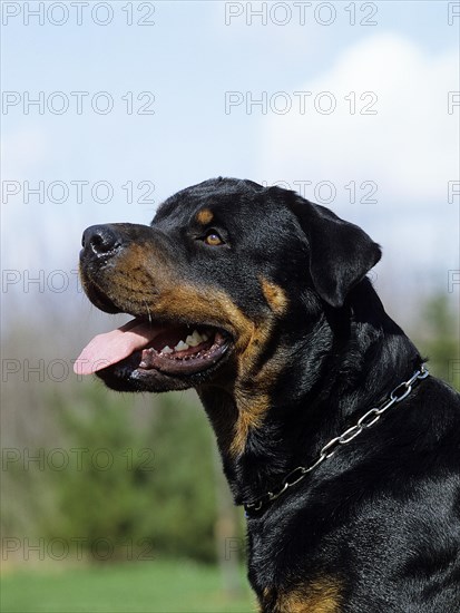 Rottweiler dog