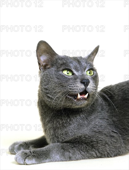 Korat house cat against white background