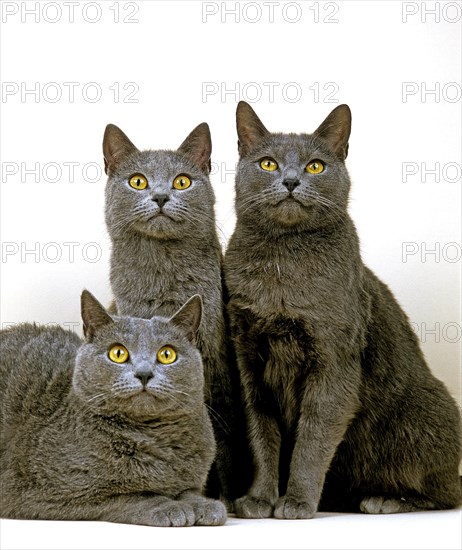 Chartreux house cat against white background