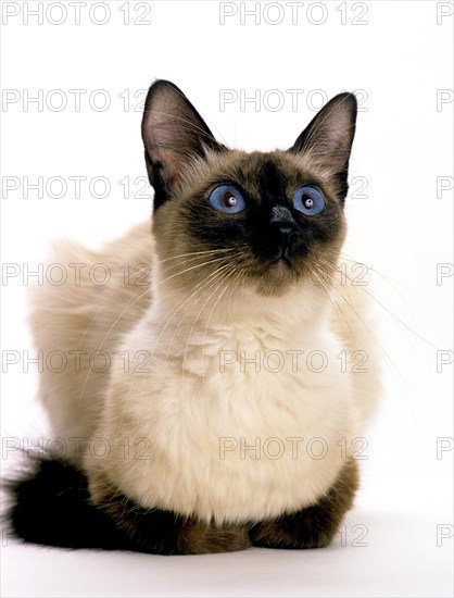 Balinese domestic cat