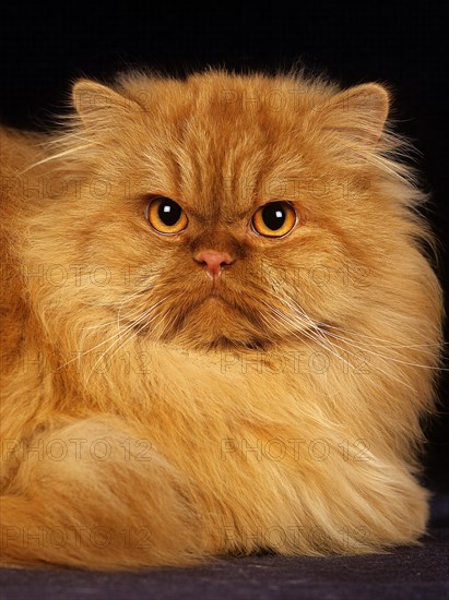 Red Self Persian house cat lay against black background
