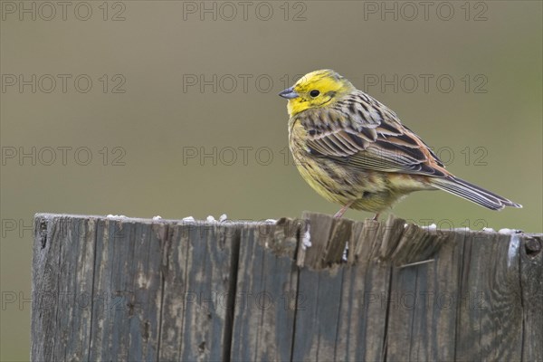 Yellowhammer (Emberiza citrinella)