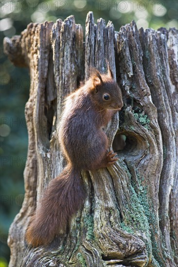 Young squirrel (Sciurus vulgaris)