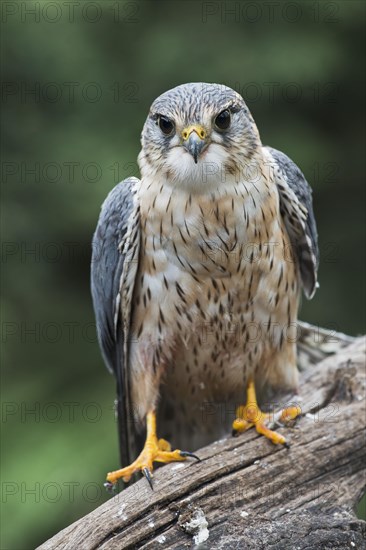 Merlin (Falco columbarius)