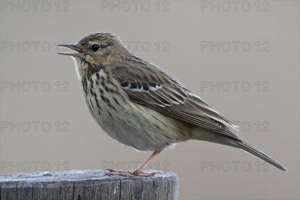 Tree pipit (Anthus trivialis)