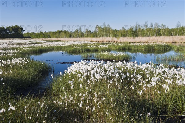 Cotton grass (Eriophorum angustifolium) in a bog