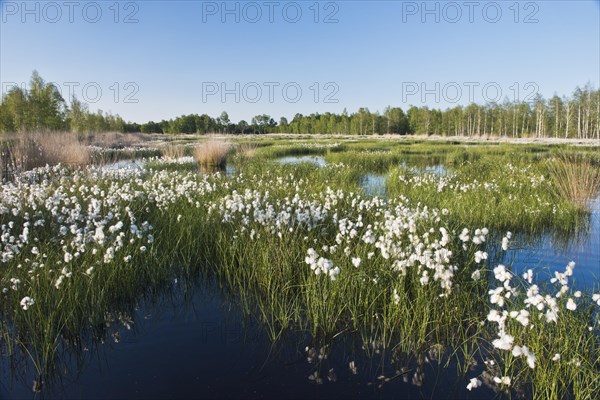 Cotton grass (Eriophorum angustifolium) in a bog