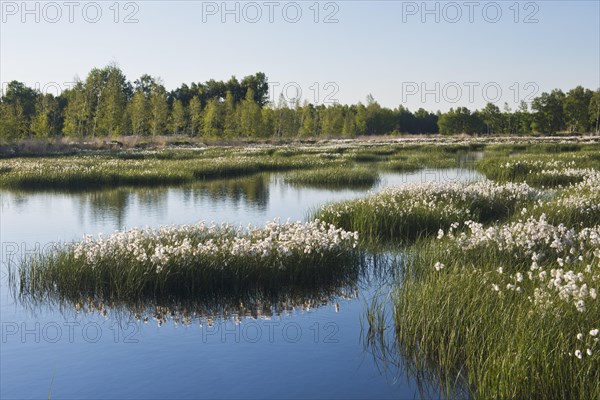 Cotton grass (Eriophorum angustifolium) in a bog