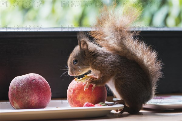 Young hand-raised squirrel (Sciurus vulgaris)
