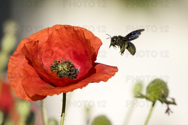 Violet carpenter bee (Xylocopa violacea) flies to Corn poppy (Papaver rhoeas)