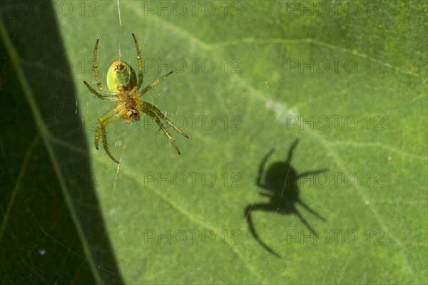 Cucumber green spider (Araniella cucurbitina) on lilac leaf