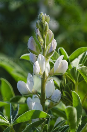 Sweet lupine (Lupinus)