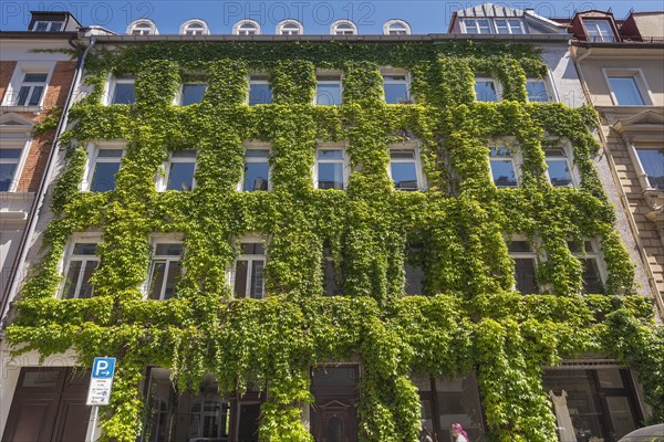 Facade overgrown with three-pointed Boston ivy (Parthenocissus tricuspidata)