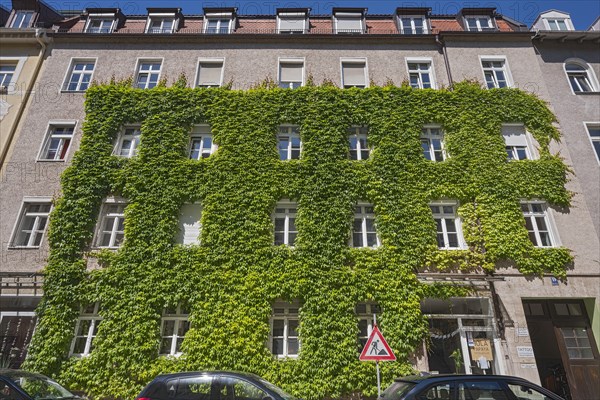 Facade overgrown with three-pointed Boston ivy (Parthenocissus tricuspidata)