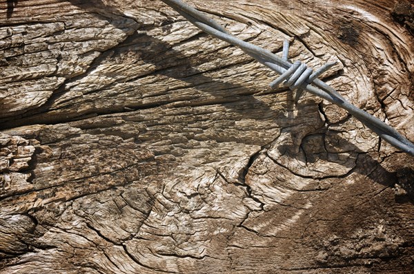 Aged wood texture and barbed wire macro background