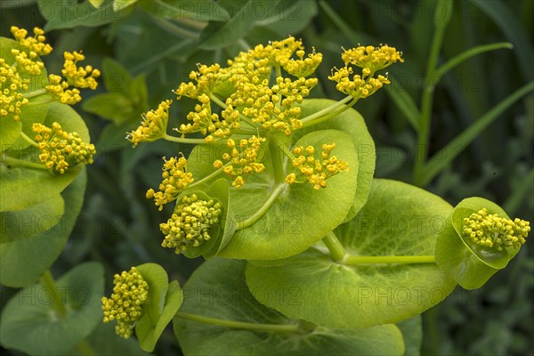 Flowers of the stem-encircling yellowthorn (Smyrnium perfoliatum)