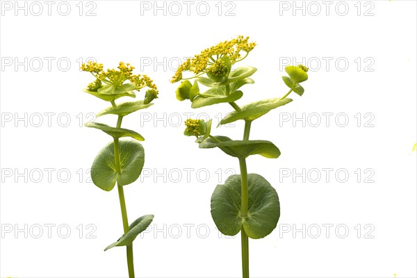 Flowers of Smyrnium perfoliatum on a white background