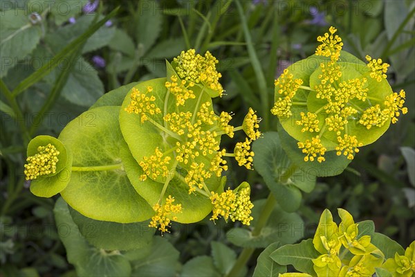 Flowers of the stem-encircling yellowthorn (Smyrnium perfoliatum)