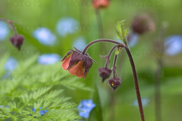 Flowers of a Bachnelkenwurz (Geum rivale)