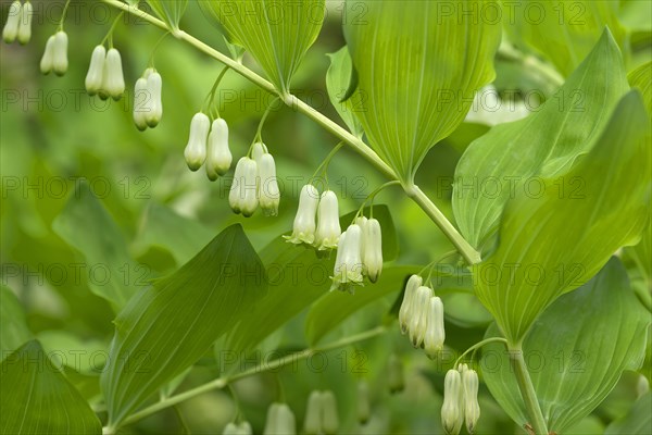 Solomon's seal (Polygonatum multiflorum)