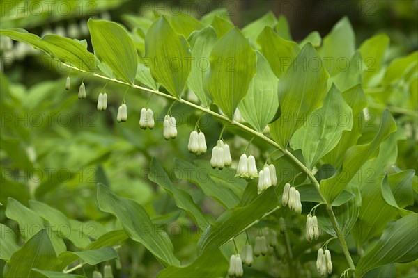 Solomon's seal (Polygonatum multiflorum)