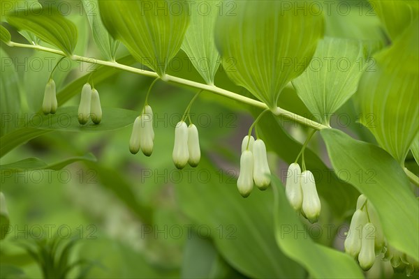 Solomon's seal (Polygonatum multiflorum)