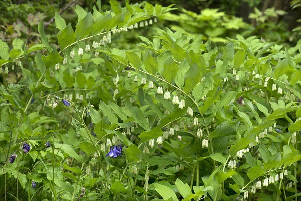 Solomon's seal (Polygonatum multiflorum)